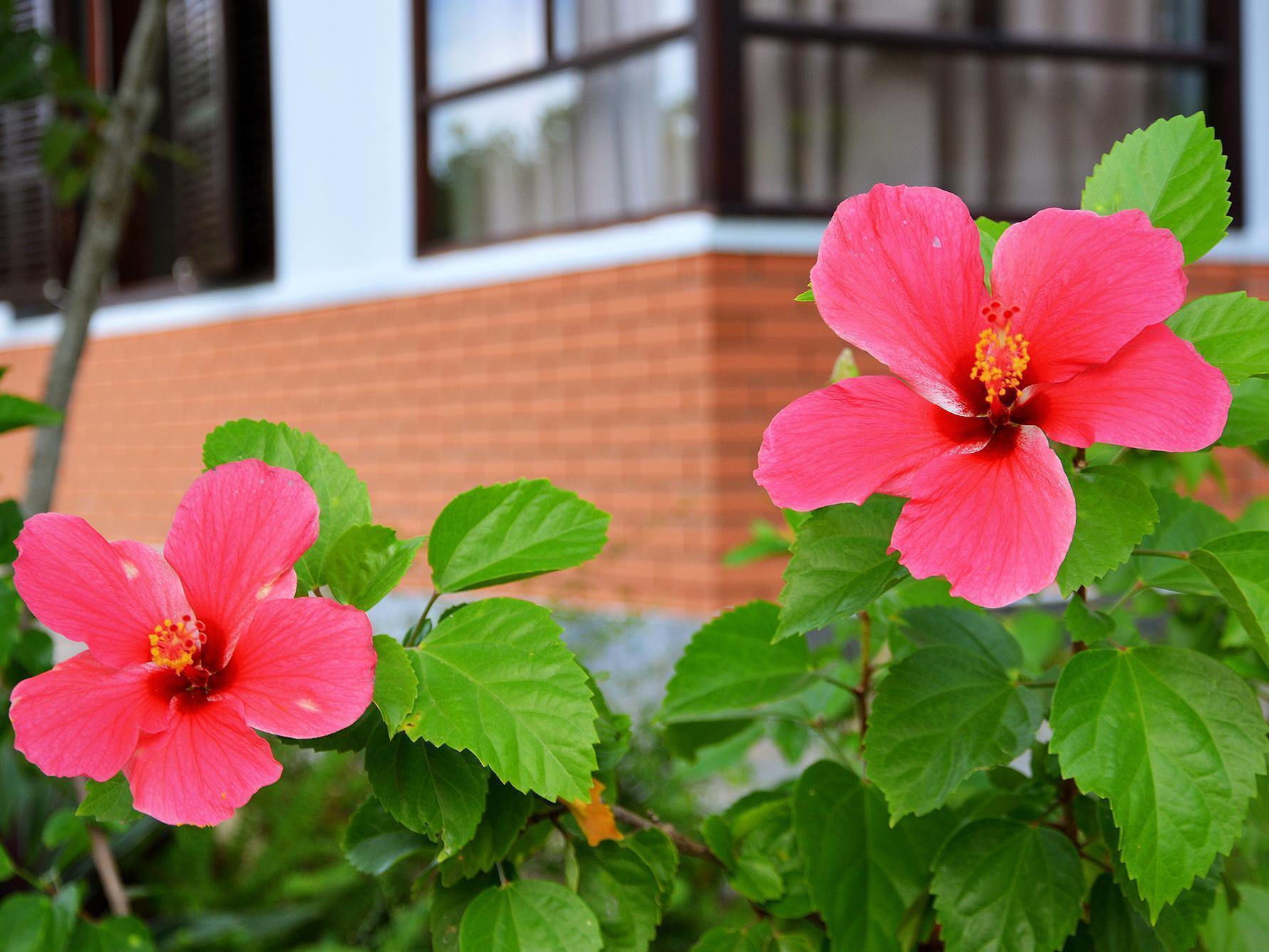 Garden Aroma Homestay Hoi An Exteriör bild