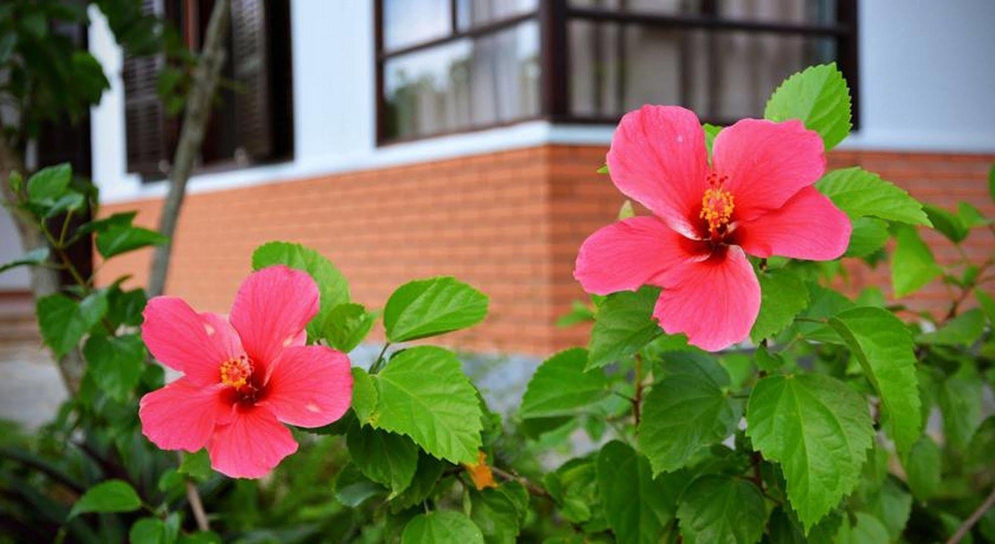 Garden Aroma Homestay Hoi An Exteriör bild