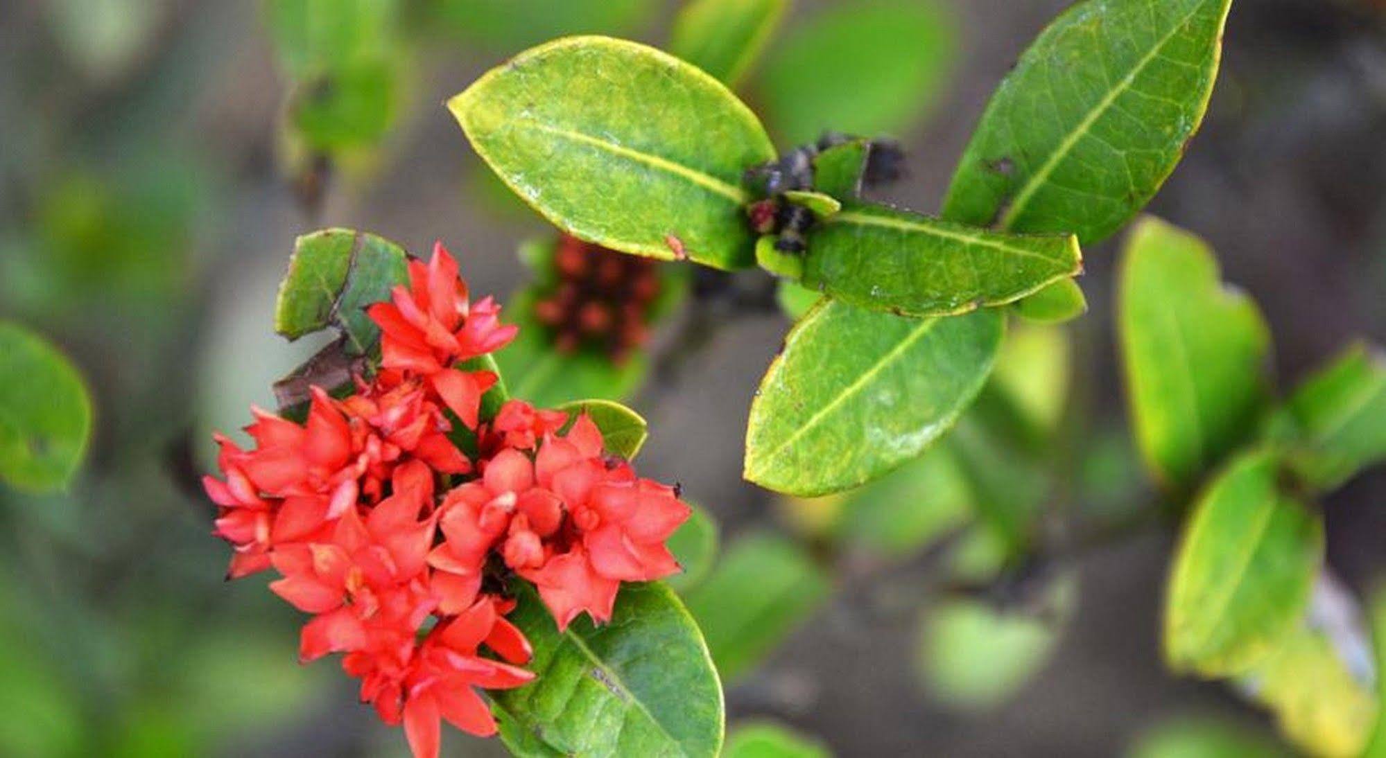Garden Aroma Homestay Hoi An Exteriör bild