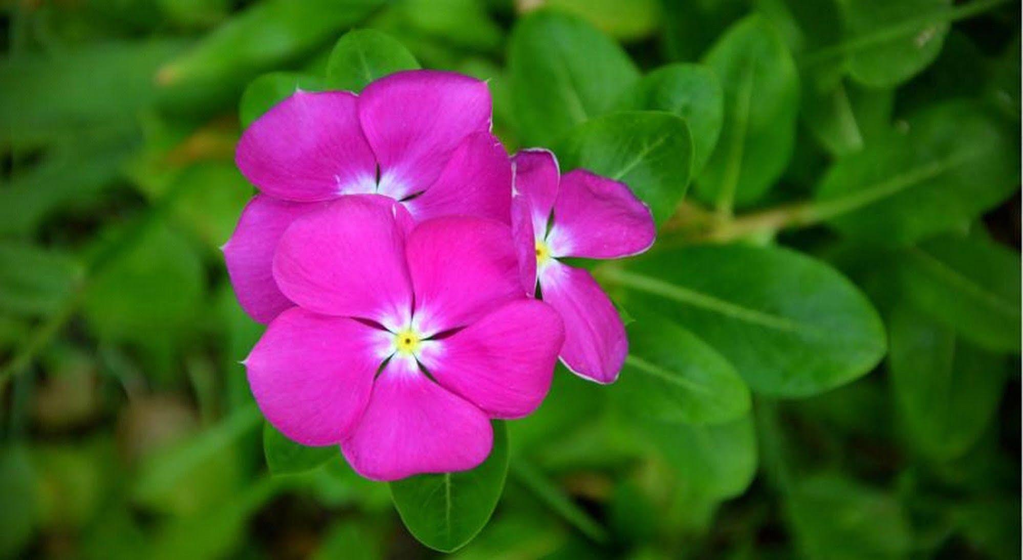 Garden Aroma Homestay Hoi An Exteriör bild